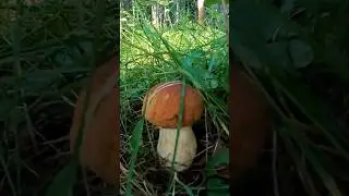 #mushroom