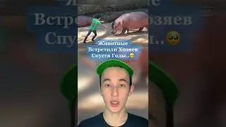 Животные Которые Встретились со Своими Хозяевами Спустя Много Лет!🥺 