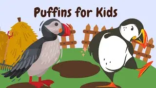 Cute Puffins 4K Video for Kids. #puffins #birds #kidsvideo #seabirds