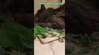 Кошка и мята. Кайфуем кайфули #кошки #кошка #питомцы #милота #кайфули #приколысживотными #мята #лето