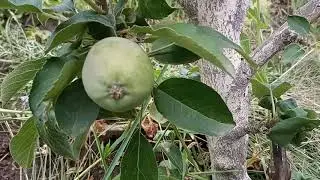 🌳Летняя обрезка колонновидной яблони.