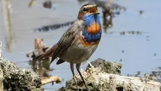 Варакушка поет и ловит мошек / Bluethroat sings and catches flies