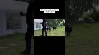 Wenn Hunde Gespräche unterbrechen