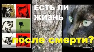 ЕСТЬ ЛИ ЖИЗНЬ ПОСЛЕ СМЕРТИ? КОТЫ И КОШКИ #cats #pets #котики