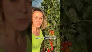 Чтобы было много помидоров 🍅 Автор: petrovchanka_lera