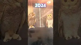 My pet Owls Bibib and Baba Grown Up 🦉🥰