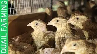 QUAIL FARMING🐦🐦-How to manage a QUAIL FARM