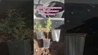 посадка голубики# пересадкаголубики# 