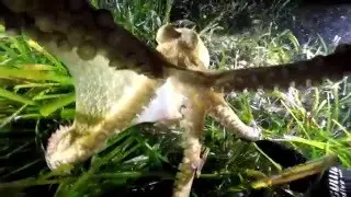 Octopuss vs camera