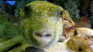 Смешная рыбка