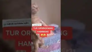 Shunday mushuklaringiz bormi... unda madhiyani orgating layk bosamiz doʻstlar