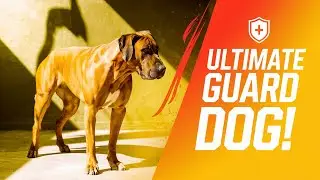 Meet the Rhodesian Ridgeback : The Ultimate Guard Dog for Protection!