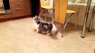 Кошка танцует. Смешно до слез! Dancing cat