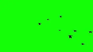 Flock Of Black Crows Birds Flying In The Sky On Green Screen With Alpha Channel