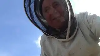 ГВР в улье Рута из липы | 706. 00