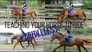 Teaching Your Horse to Ride BRIDLELESS