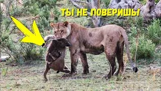 Львица схватила обезьяну с маленьким детёнышем, вы не поверите что произошло дальше…