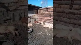 Ляпота.