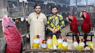 Multan Sunday Birds Rasheedabad latest Update 18 August 2024