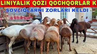 OZODBEKGA UDAR QOZI QOCHQOR SOVLIQLAR KELDI UDAR