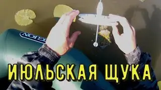 щука в июле на реке. ловля щуки на живца. рыбалка.