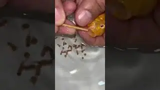 Red cheek fish giving birth to 10 baby fish 🥰🐳👍🙏 