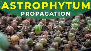 HOW TO GROW ASTROPHYTUM CACTUS FROM SEEDS? | Germination period, seedlings care