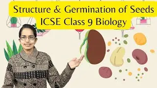Structure & Germination of Seeds - Epigeal, Hypogeal | ICSE Class 9 Biology | SOF | NTSE | NSTSE
