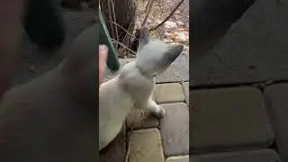 Кот Басик семьи Алексагиных🐈