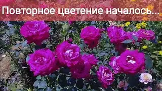 Вторая волна цветения роз в саду
