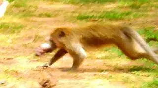 Real action of poor baby Daniela dead, Big monkey bits baby Daniela till dead