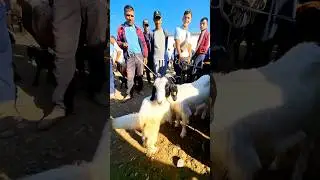 Она бола эчки 1млн 500 минг сум бозорда!