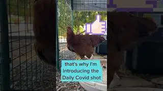 Funny Chickens: telling jokes about the daily Covid shot