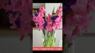 Сезон гладиолусов открыт #квіти #gardenflower #gardenplant #совет #shorts #сад #дача #любимые цветы