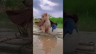 A puppy goes swimming with the ducklings. A beautiful moment #3637 - #shorts,#viral