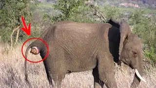 He thought the elephant was just standing still! Looking through the binoculars, he was horrified