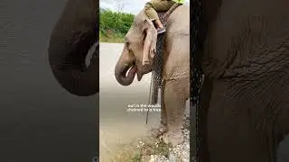 Elephant Chained For 31 Years Realizes She's Free | The Dodo