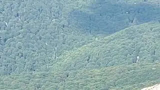 Олени в Крыму