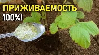 Положите это в лунку при посадке Клубники, Земляники в Августе-Сентябре! 100% Приживаемость!