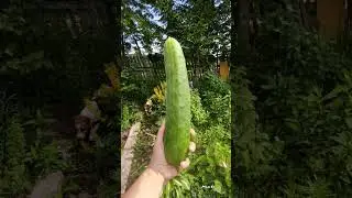 Шестой