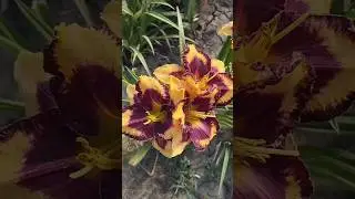 Лилейники продолжают радовать 