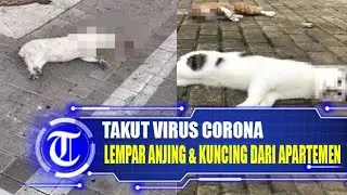 VIRAL Foto Anjing dan Kucing Dilempar dari Jendela Oleh Pemiliknya Karena Takut Tertular Virus Coron