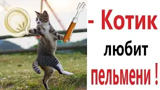 Лютые приколы. КОТ ЛЮБИТ ПЕЛЬМЕНИ!!! Тест на психику! Засмеялся проиграл! – Domi Show!