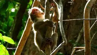 Terrible baby Lola scares drop down, Brinn mistreated baby Lola cry loudly on the high tree