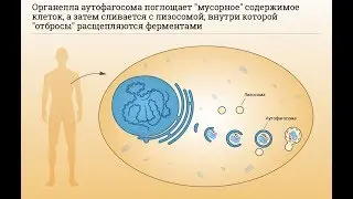 Что такое АУТОФАГИЯ и как она работает?
