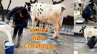 SIGIRLAR SOTILDI,47,GA IKALASI  РЕКЛАМА БЕРИШ 996488623