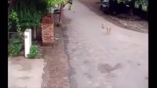 Воры сумок на мотоциклах