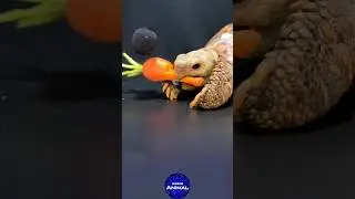 Satisfying ASMR Eating Carrot Mukbang 🥕 Turtle Tortoise
