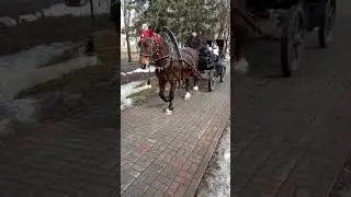 #Жеребец_Horse_прогулка_с