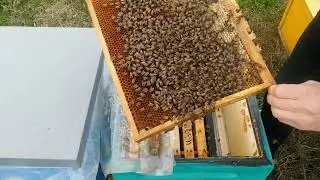 Одна из причин гибели матки зимой при изоляции матки